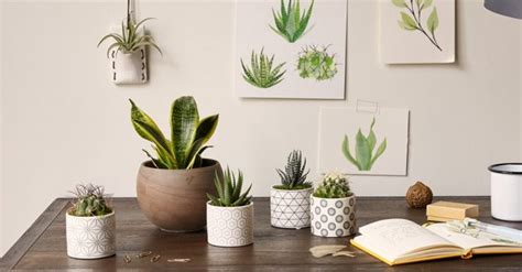 Brighten your Workspace with Indoor Office Plants - Apzomedia