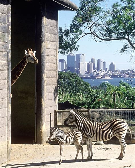 Taronga Zoo Sydney, Sydney - Sports-Outdoors Review - Condé Nast Traveler