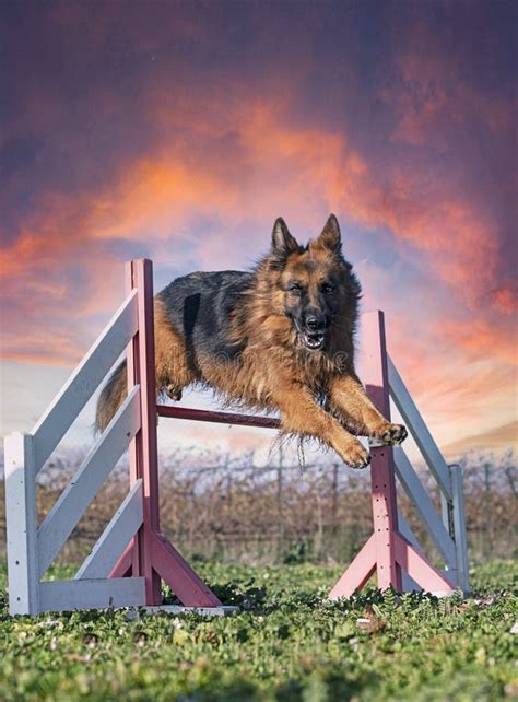 Training of agility stock photo. Image of sheepdog, agility - 236192038