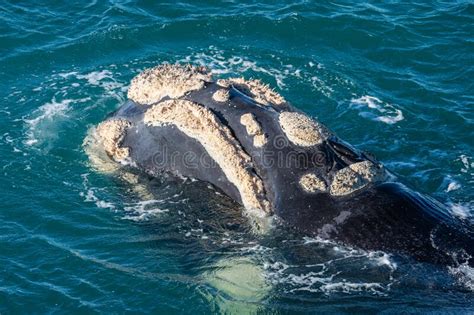 Whale Franca Austral stock photo. Image of hemisphere - 268201214