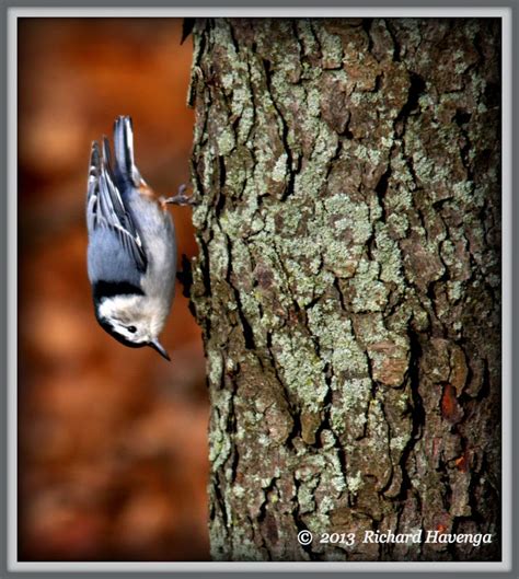 Walk With Father Nature: Photo Haiku - Bird Series 3