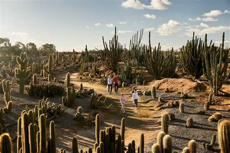 Cactus Country - Sydney Melbourne Touring