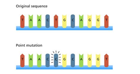 Frameshift Mutation Animation