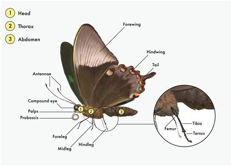 Butterfly Taste Sensors Are In Its Feet Top Sellers | cpshouston.net