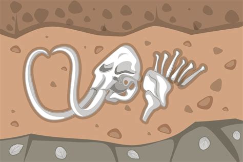 Underground soil with mammoth fossils 2284436 Vector Art at Vecteezy