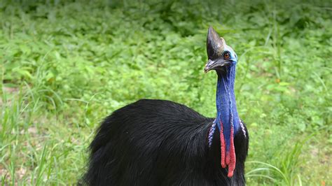 Cassowary | San Diego Zoo Animals & Plants