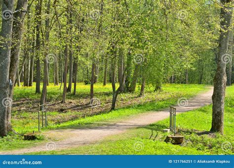 Sunny Landscape in the Forest. Stock Image - Image of bright, natural ...