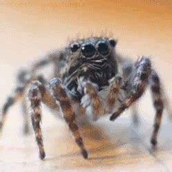 Jumping Spiders GIFs - Find & Share on GIPHY