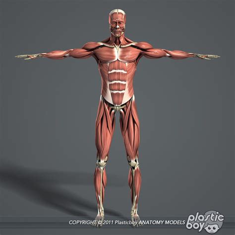 Skeletal Muscle 3d Model