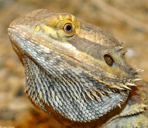 Bearded Dragon (Pogona barbata); DISPLAY FULL IMAGE.