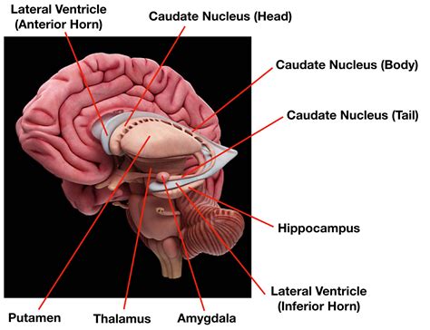 Ventricles of the Brain: Labeled Anatomy, Function, CSF Flow ...