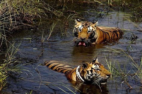 Tigers in Bandhavgarh National Park | Jim corbett national park, Wildlife safari, National parks