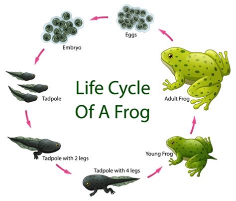 Animal Life Cycles - Let's Talk Science