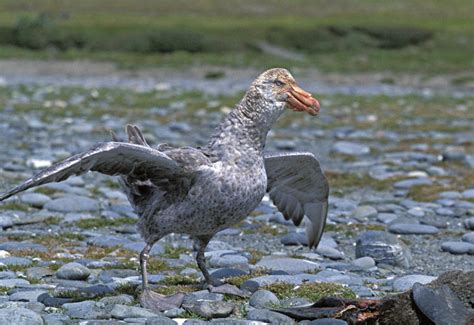 Giant petrel - Alchetron, The Free Social Encyclopedia