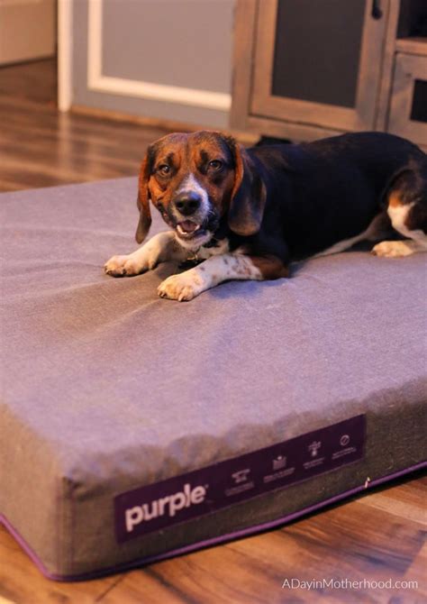 Spoil Your Dogs with a Purple Dog Bed #PetBed #Pets Purple Dog Bed, Pet ...