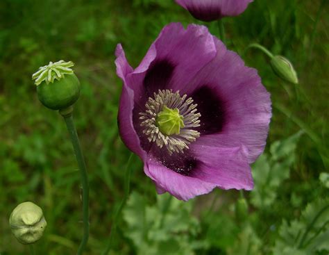 Papoula - Papaver somniferum | Natureza Bela