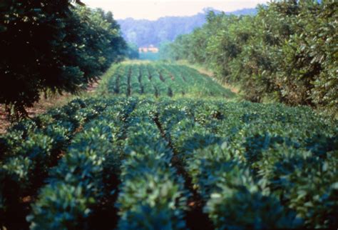 Investors say agroforestry isn’t just climate friendly — it’s profitable | Greenbiz