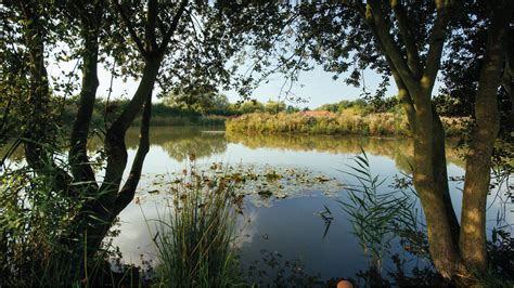 Picks Cottage Fishery - Day Ticket Fishing Lakes in Essex and London – Picks Cottage Fishery Ltd