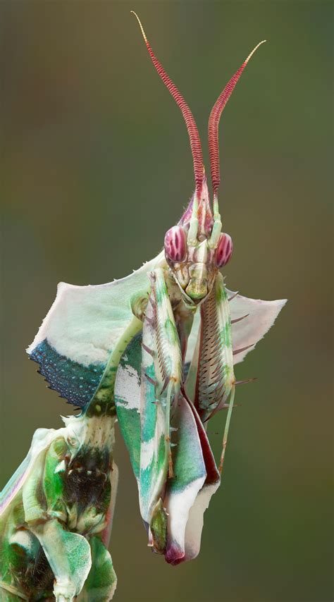 idolomantis diabolica female- Opening.download. Resize image, Crop pics, Add instagram effect. 1 ...