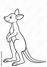 Kangaroo Coloring Page sketch template