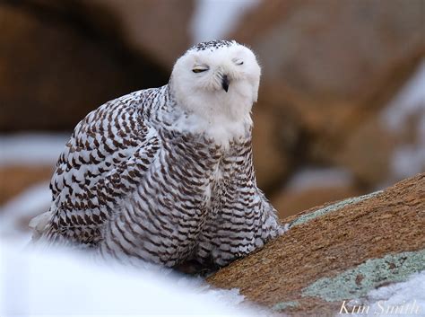 Snowy Owl Fluffing Feathers Bubo scandiacus Backshore Gloucester MA ...