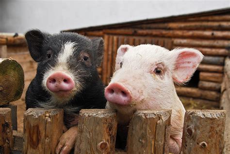 Two Pigs Photograph by Vaclav Mach - Fine Art America