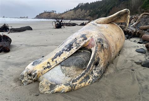 Fourth Whale Carcass on Oregon Coast in Two Weeks, This Time Cannon ...