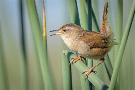 Marsh Wren - Song | Nest | Diet | Migration | Predators | Facts - Bird ...