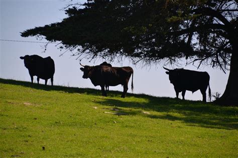 These Australian Wagyu Cattle Are Fed On Cadbury's Chocolate