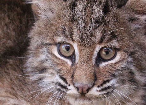 Beware Of The Long-Tailed Bobcat | Bobcat, Tailed, Scorpio zodiac facts