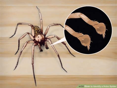 How to Identify a Hobo Spider: 10 Steps (with Pictures) - wikiHow