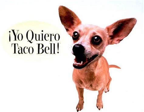 The Taco Bell Dog: Gidget - America Comes Alive