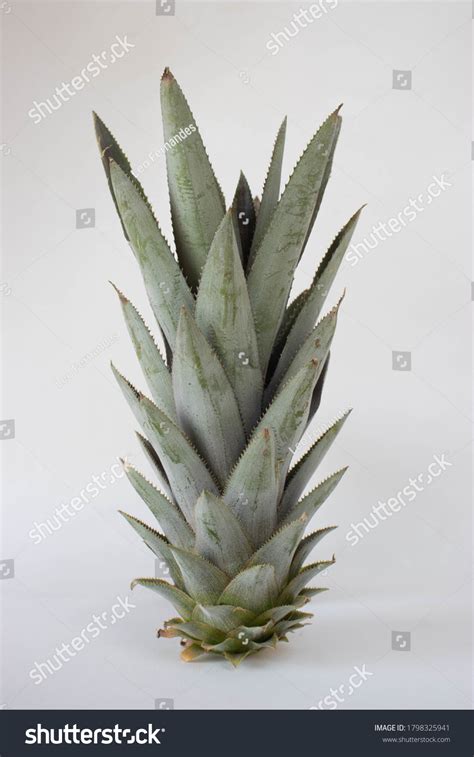 Pineapple Crown On White Background Stock Photo 1798325941 | Shutterstock