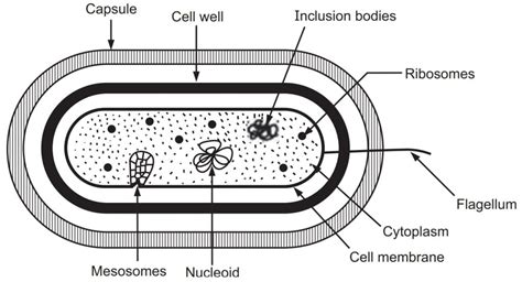 Ultra Structure of Bacteria - Solution Parmacy