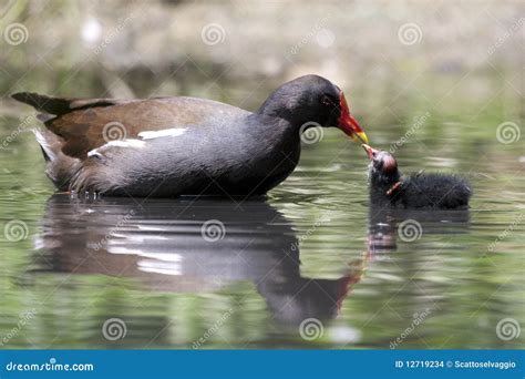 Common Moorhen Feeding the Chick in the Pond Stock Photo - Image of ...