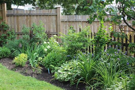 border shrubs along fence - Google Search … | Landscaping shrubs, Fence ...