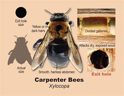 Carpenter Bees - Inspection Gallery - InterNACHI®