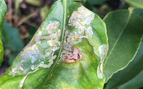 Has my tree got Citrus Leafminer? - Sustainable Macleod