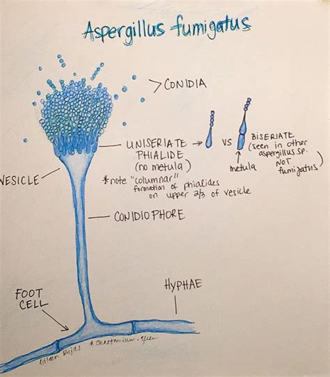 Aspergillus Fumigatus - Fungus Aspergillus Fumigatus Stock Image B250 0115 Science Photo Library ...