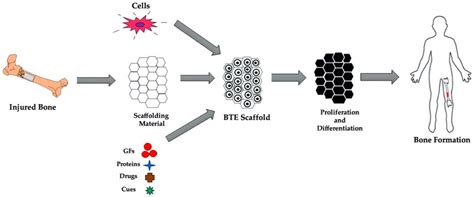 JFB | Free Full-Text | Conductive Scaffolds for Bone Tissue Engineering: Current State and ...