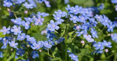 Brunnera Macrophylla Plant Care: How To Grow Siberian Bugloss