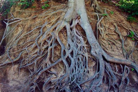 How Roots Know to Grow Down | A Moment of Science - Indiana Public Media