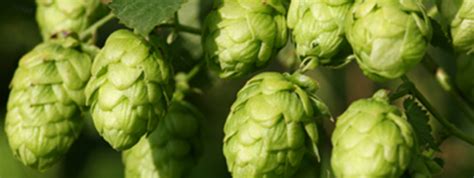 How make a hops tea for home brewing? | How to Home Brew Beer