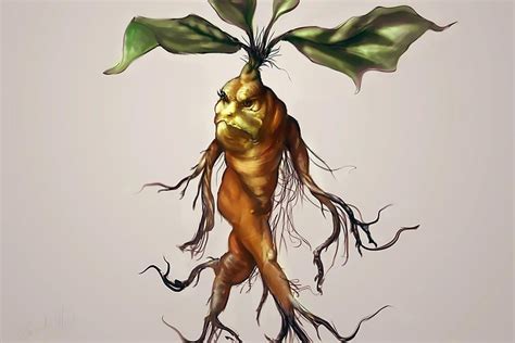 Download Mandrake, Plant, Root. Royalty-Free Stock Illustration Image ...