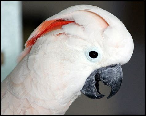 Moluccan Cockatoo | The Moluccan Cockatoo, Cacatua moluccens… | Flickr