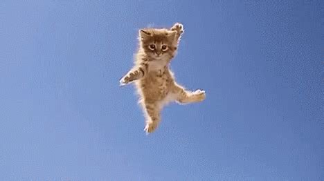 Dance Cat GIF - Dance Cat Jump - Discover & Share GIFs