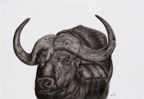 BUFFALO - Danny Pencil - Drawings & Illustration, Animals, Birds ...