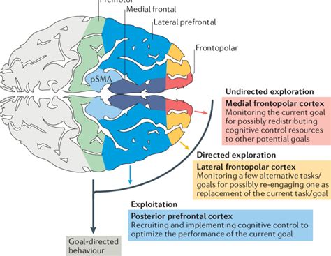 | Functional model of the frontopolar cortex in humans. We propose that... | Download Scientific ...