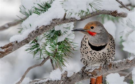 Northern Flicker | Audubon Field Guide