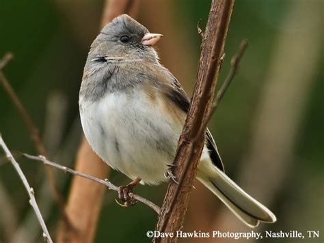 Tennessee Watchable Wildlife | 100 Common Birds of Tennessee | Dark-eyed Junco